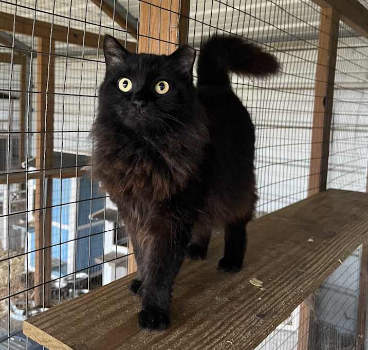 Photo of Bee [Barn Cat]