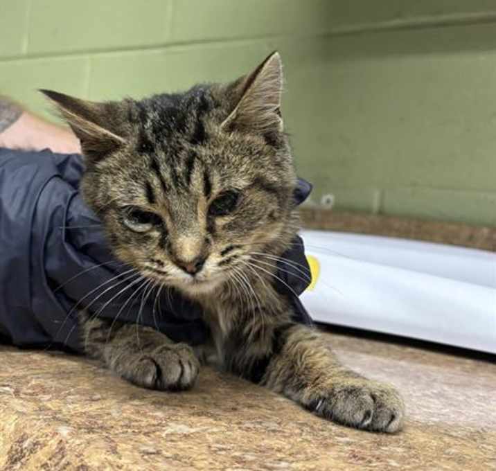 Photo of PUMPERNICKEL