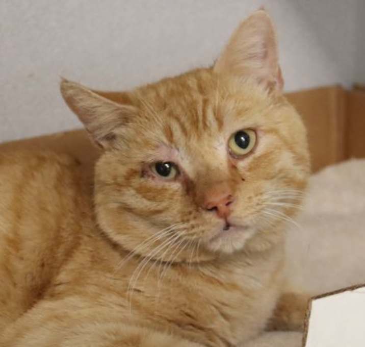 Photo of THE CARDINAL*