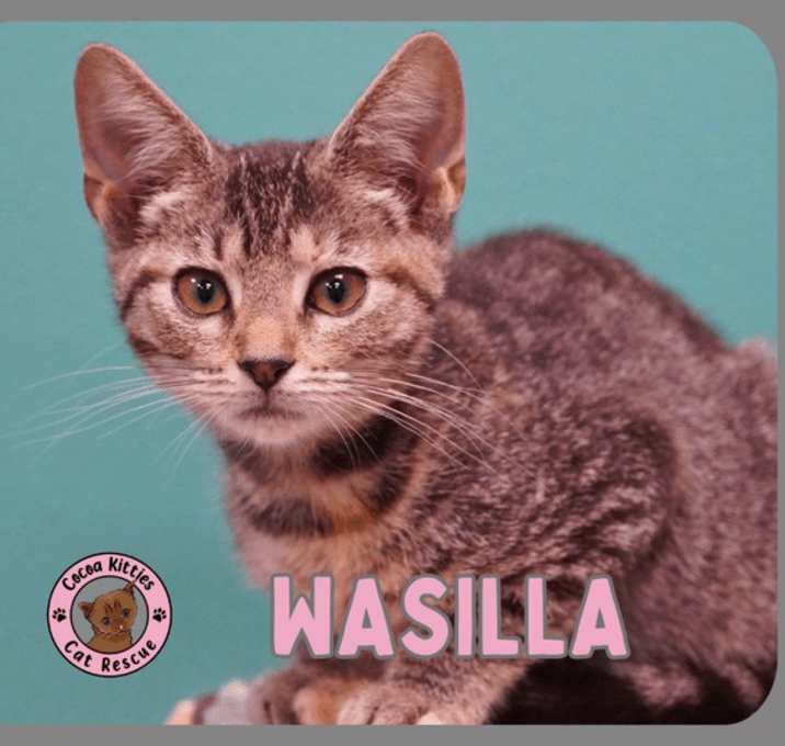 Photo of Wasilla