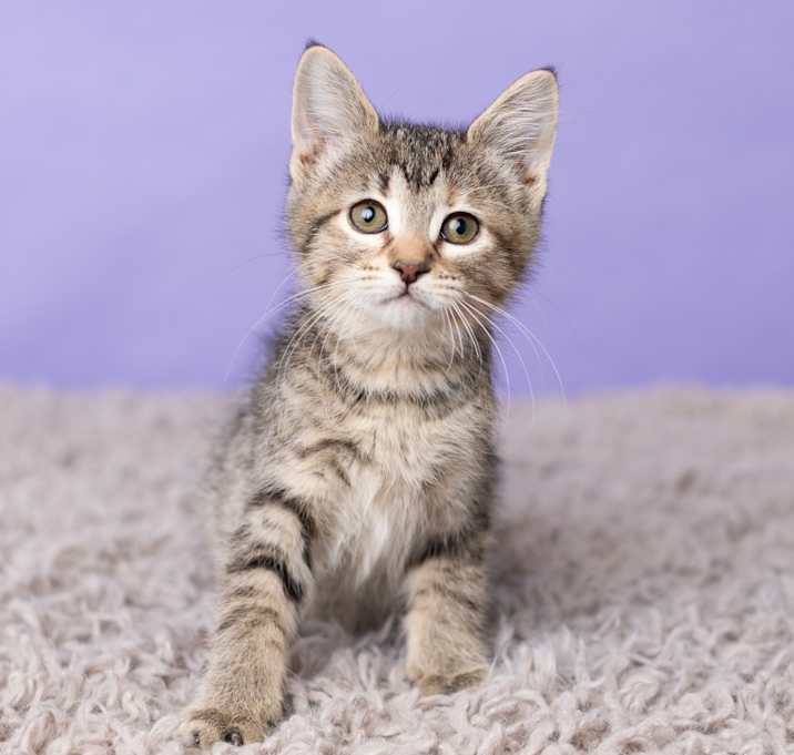 Photo of Bikini Kill