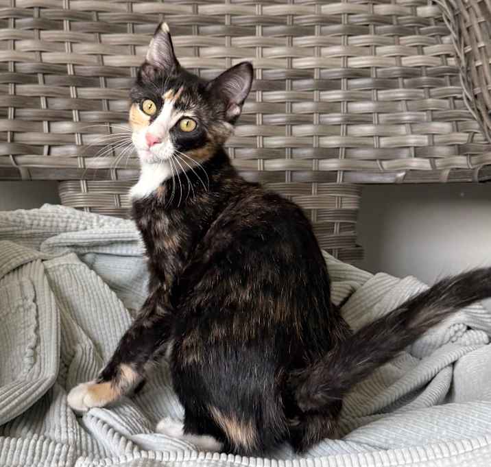 Photo of Maddison Hinson-Tolchard