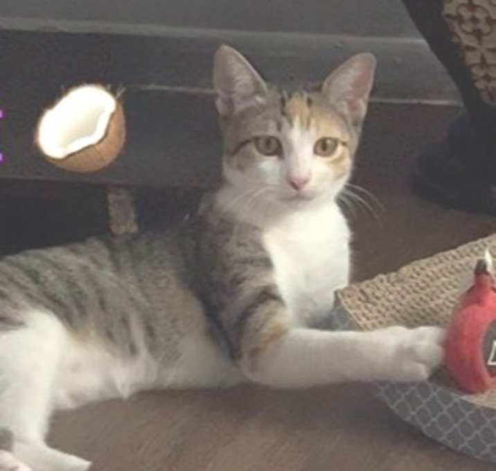 Photo of Coconut BDL