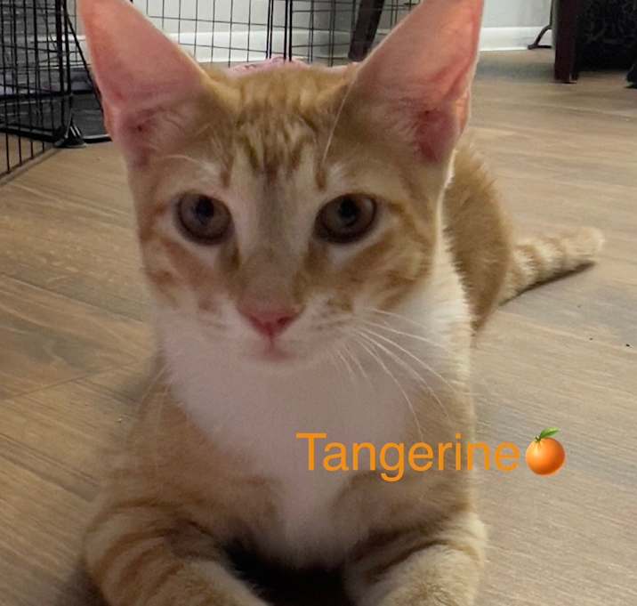 Photo of Tangerine BDL
