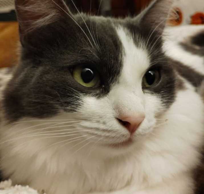 Photo of Wildflower & Blossum