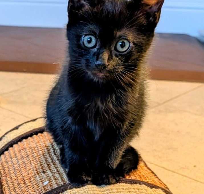 Photo of Toothless
