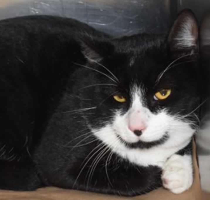 Photo of 91914 Shephard