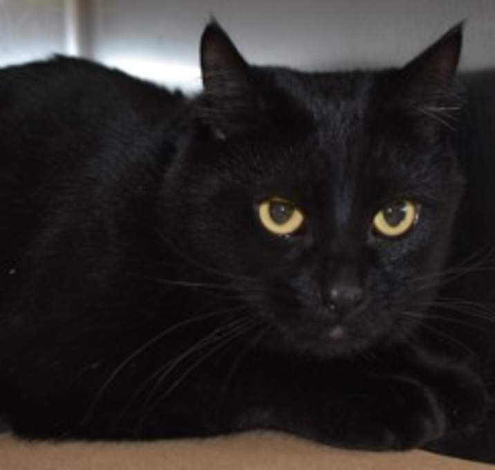 Photo of 91989 Kelsier