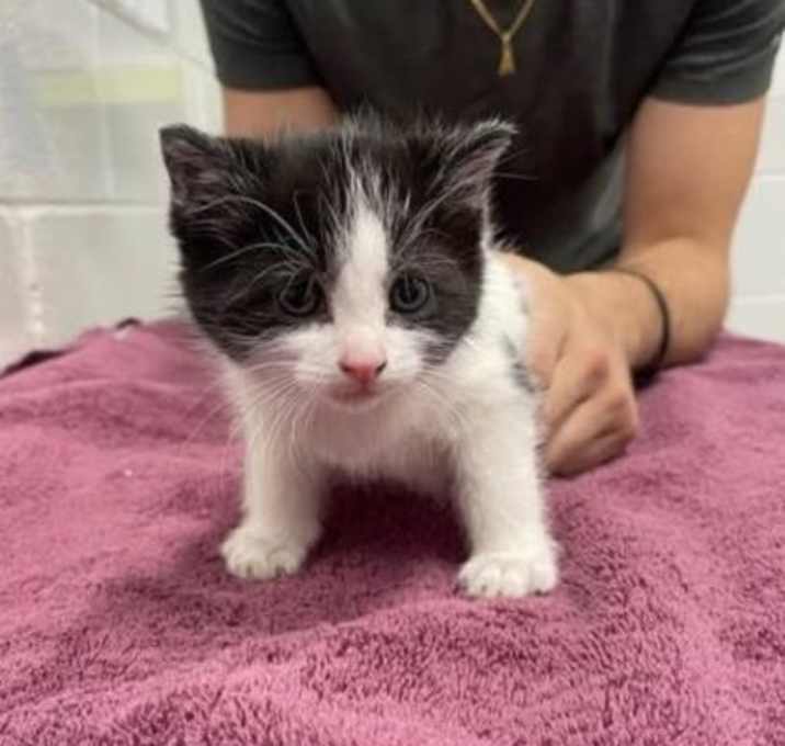 Photo of Pigmyweeds 2