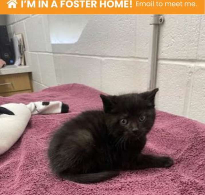 Photo of Pigmyweeds 1