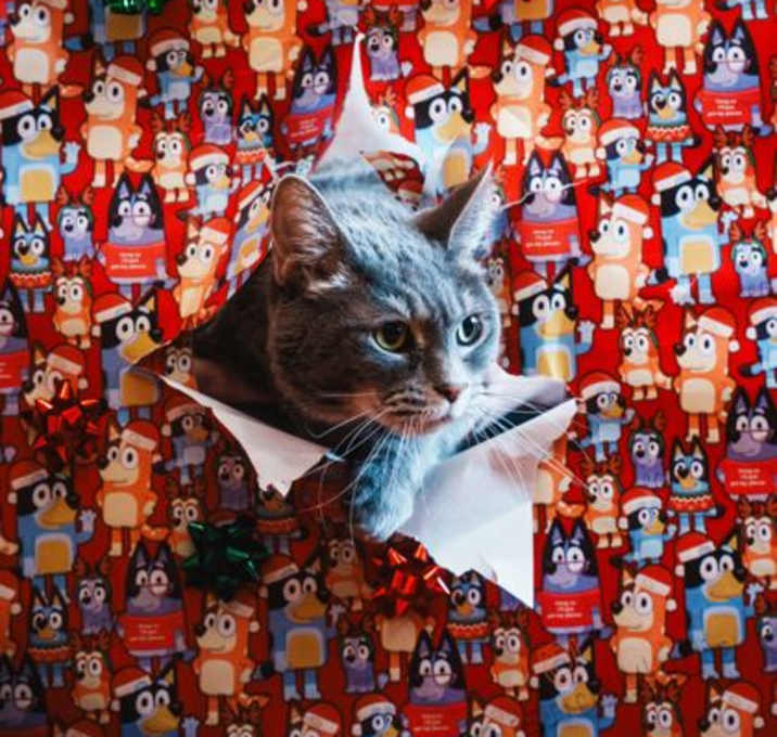 Photo of Rikki~24/25-0220a