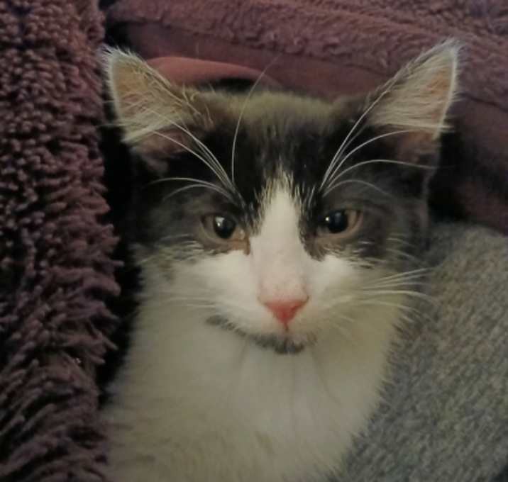 Photo of Geto (Bashful Buddy)