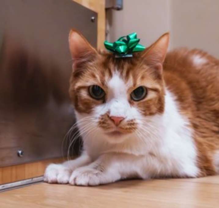 Photo of Cleo~25/26-0112