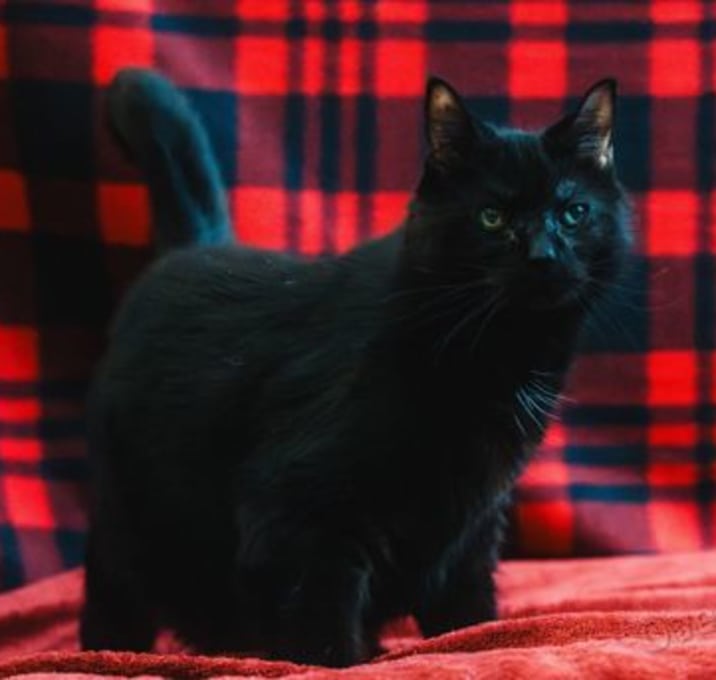 Photo of Tazzy~s25/26-0293