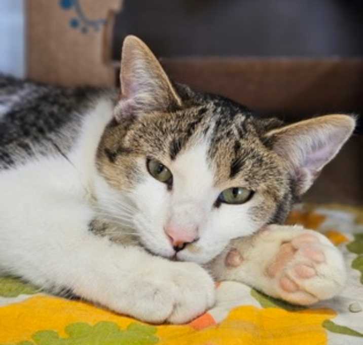 Photo of Crooked Smile