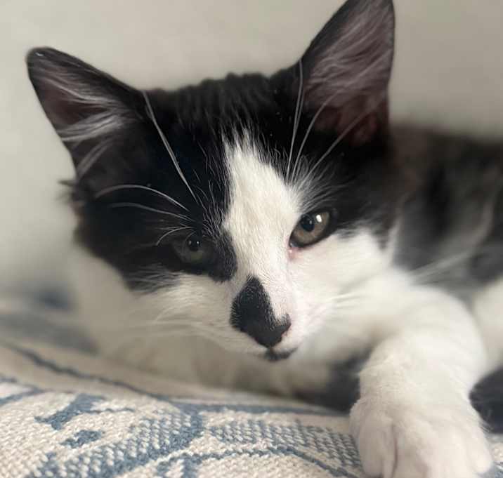 Photo of Raven - Westmere Kitten D