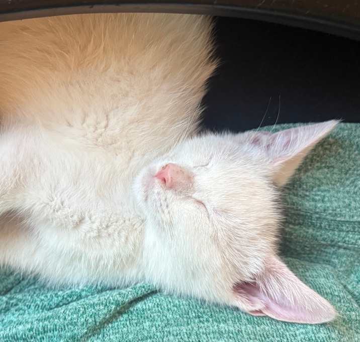 Photo of Swan-Westmere Kitten G