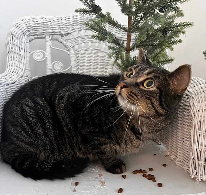 Photo of Bramble  55734