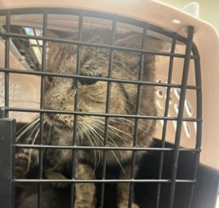 Photo of Chunky Monkey