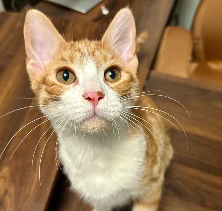 Photo of Yellow Tail