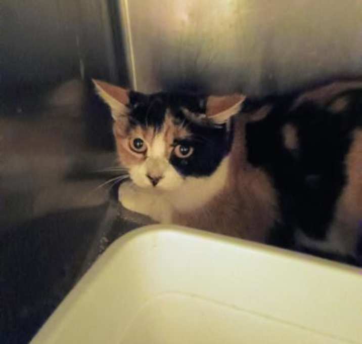 Photo of Escape FJ15 12/15/25