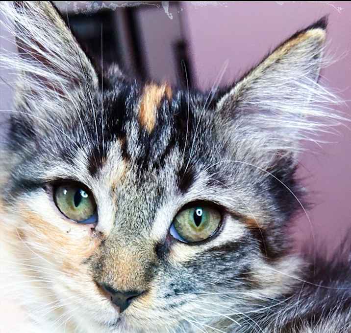 Photo of Little Princess Calista