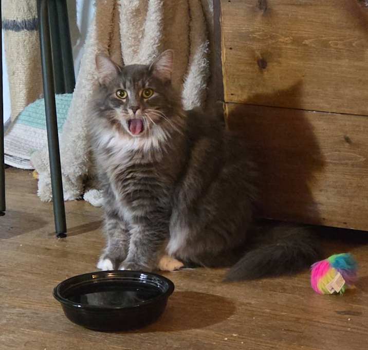 Photo of Mama Chamomile (with foster)