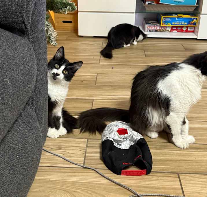 Photo of Hersheys, Wolfy and Yoda