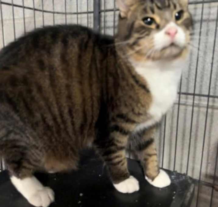 Photo of Obi-Wan Catoby