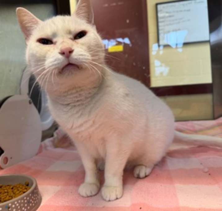 Photo of Marshmallow