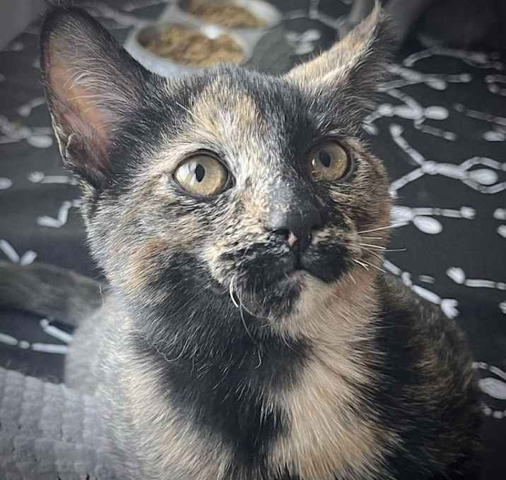 Photo of Freya(Luna)