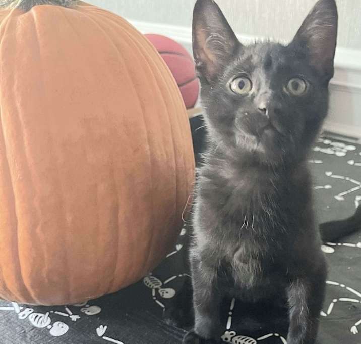 Photo of Onyx(Bjorn)