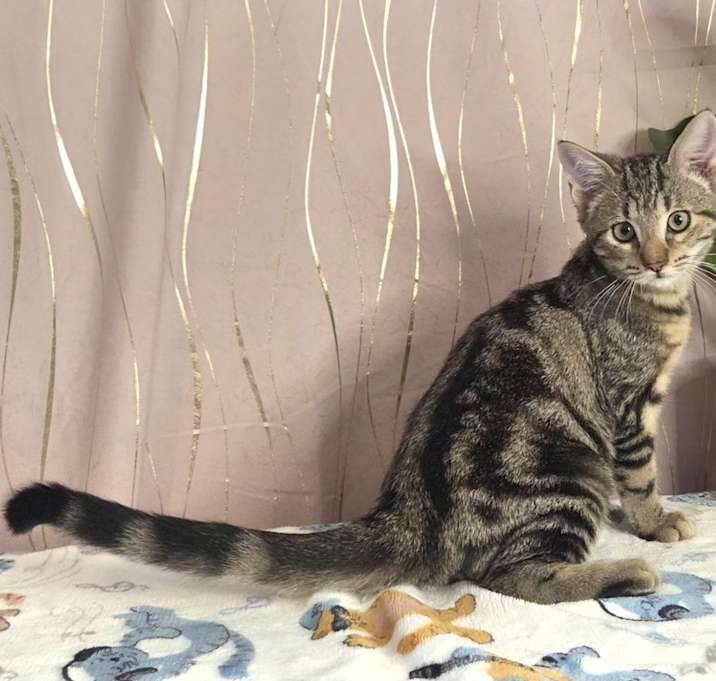 Photo of Roux (FIV+)