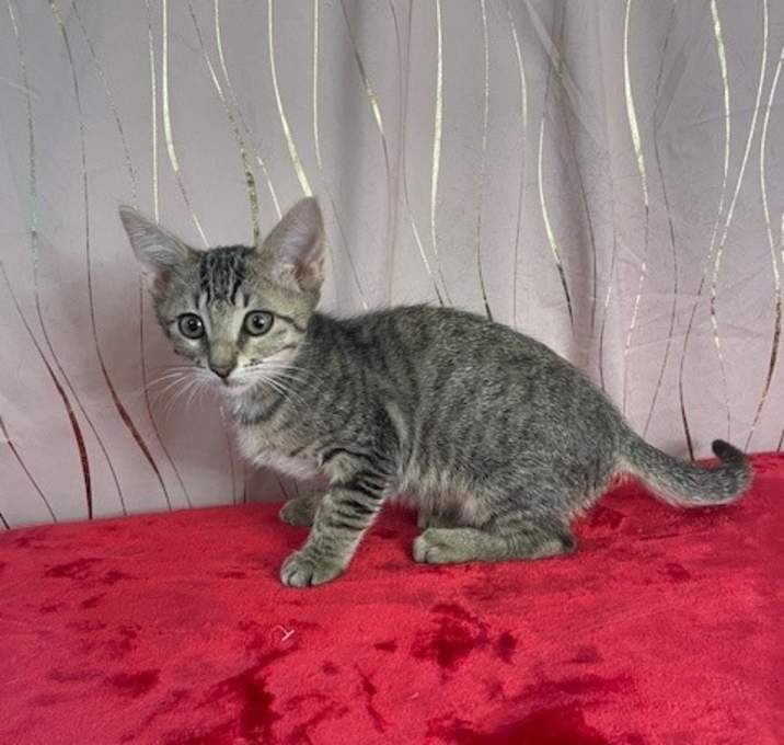 Photo of Gizmo (FELV+)