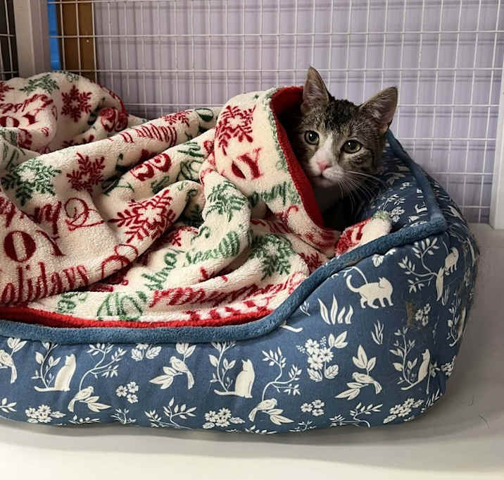 Photo of Pineapple Upside Down Cake