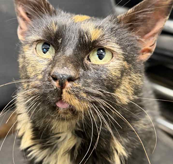 Photo of Peppermint Patty