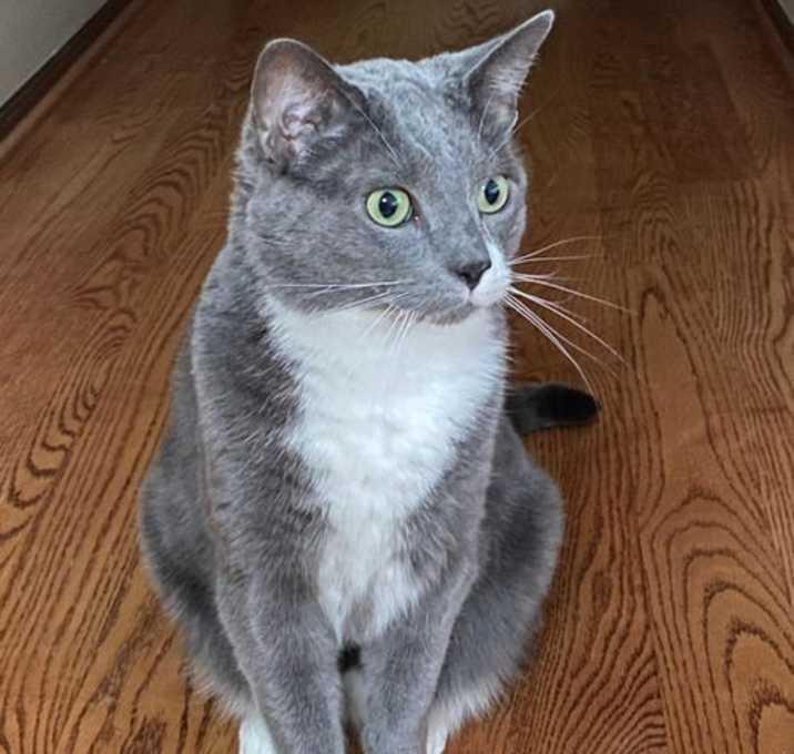 Photo of Whiskey (front declaw)