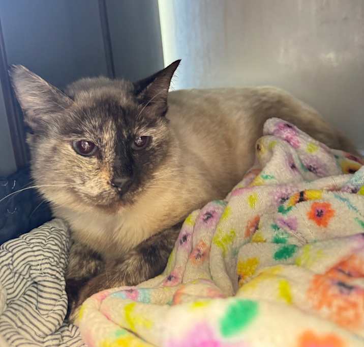 Photo of Cookie Crumb