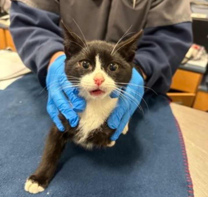 Photo of Queen Elizabeth