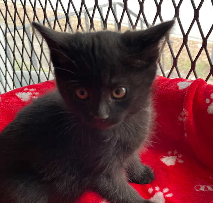 Photo of GFAC-Stray-8056