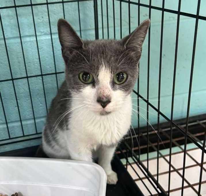 Photo of Santa Claws