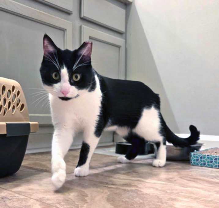 Photo of Daryl (in foster)