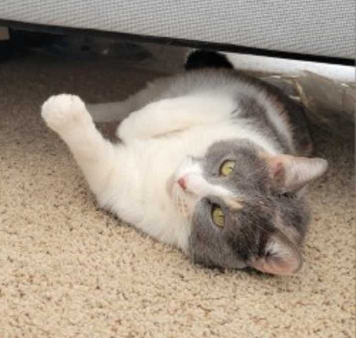 Photo of Princess Rose