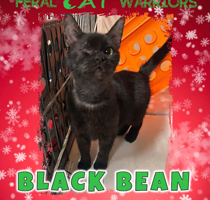 Photo of Black bean