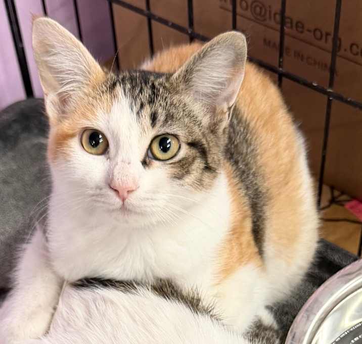 Photo of Second Slice