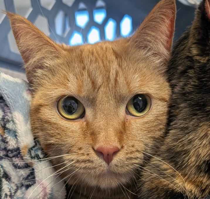 Photo of Pickles -- Bonded Buddies With Oreo