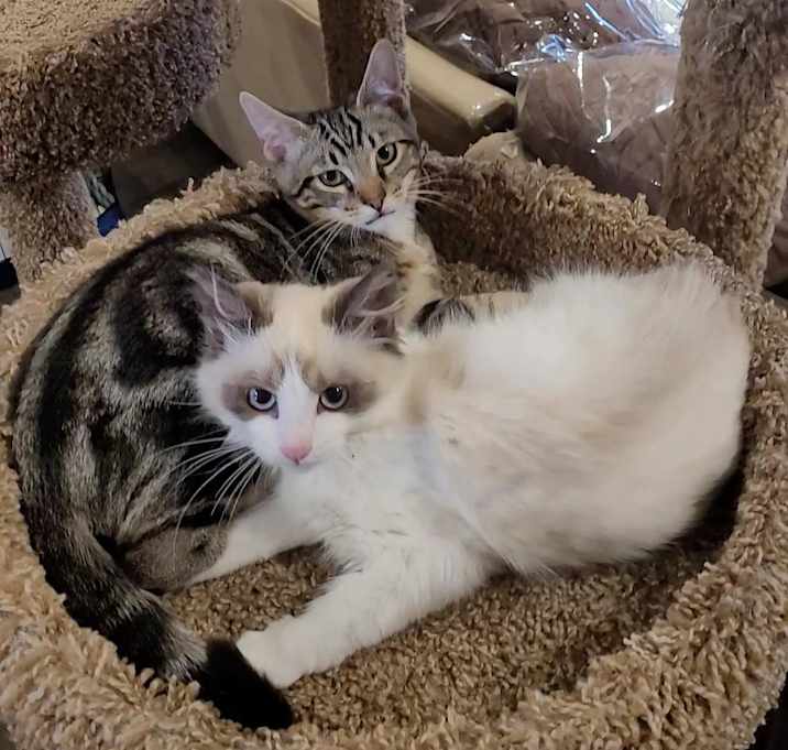 Photo of PANDA & SNUGGLES