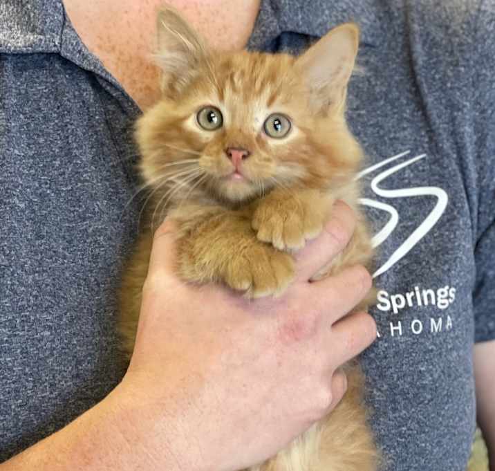 Photo of Rue Kitten 3