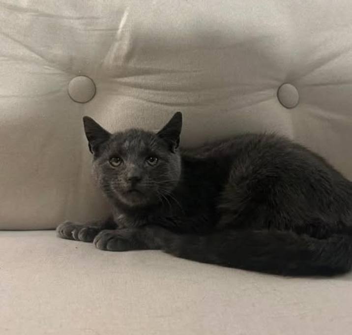 Photo of Twinkletoes