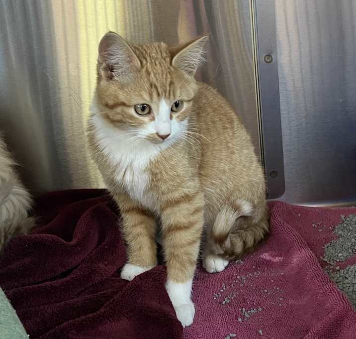 Photo of Geralt of Rivia